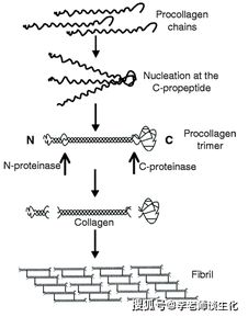 膠原的結構 功能以及為什么不能通過飲食補充